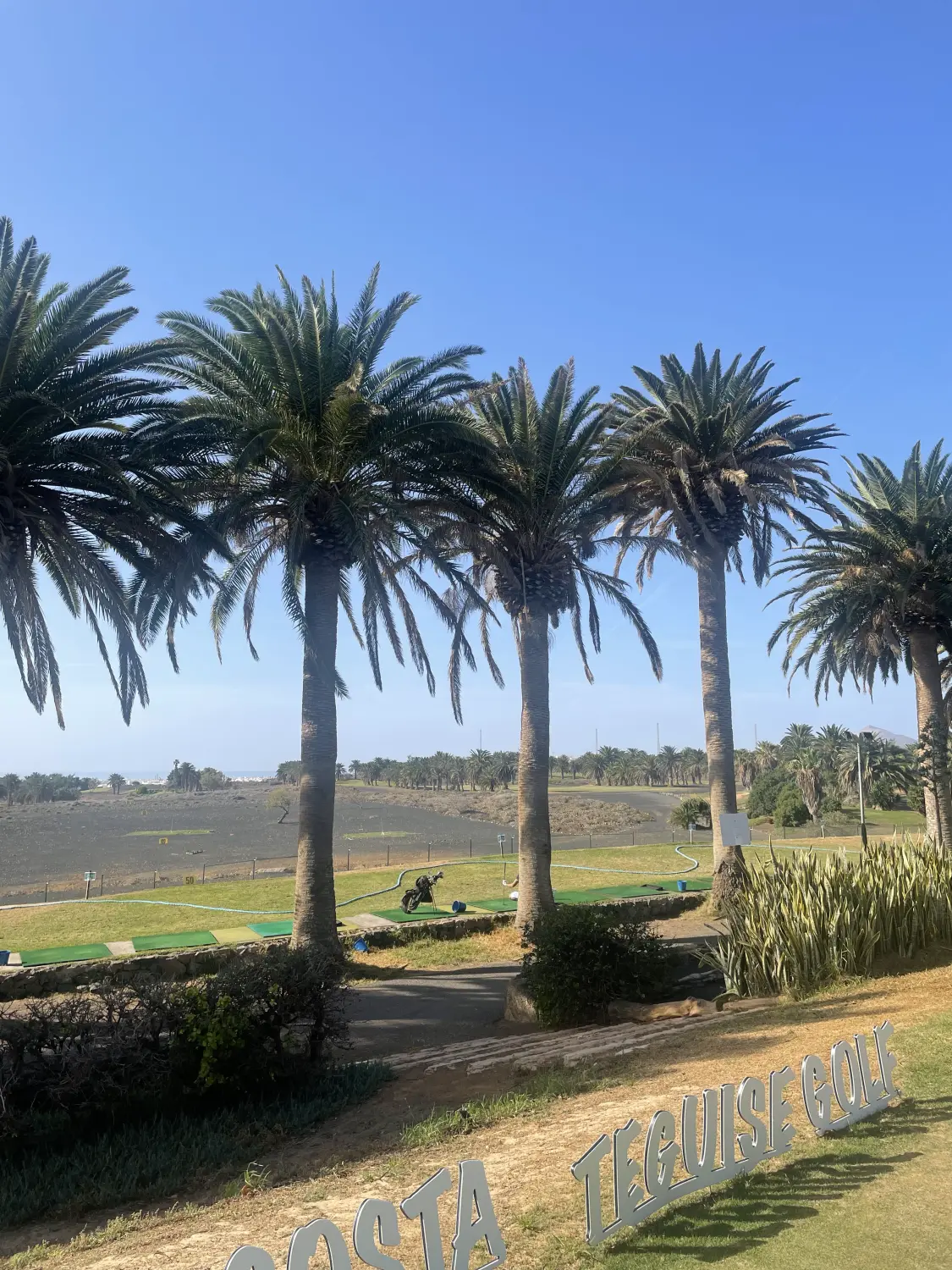 Kelly Golf - golf course trees